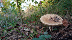 Macrolepiota_mastoidea_AWP_20261014.thumb.JPG.368f1dc688ad4ab9b47298dd5f773067.JPG