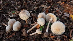 Macrolepiota_mastoidea_AWP_202610_12.thumb.JPG.f631d4a809f2ce2241de6c85ea324dda.JPG