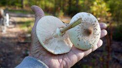 Macrolepiota_mastoidea_AWP_2026_1014.thumb.JPG.2c862f0c6c7c302ffb98261241aba409.JPG