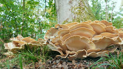 Meripilus_giganteus_AWP_.thumb.JPG.88683e0329b2e5410ec8bf434829078a.JPG