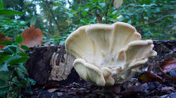 Meripilus_giganteus_AWP_20261_08.thumb.JPG.44ff4f4525b842fc8a1f7e4a6d0f2c29.JPG