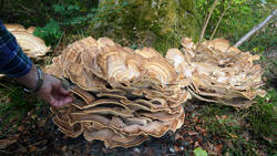 Meripilus_giganteus_AWP_2026_1008.thumb.JPG.323266b5fe9974d443d05399daf4d521.JPG