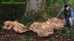 Meripilus_giganteus_Waleri_2026.thumb.jpg.32358688c08b7f5457e0ab62d1b99dfb.jpg