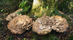 Meripilus_giganteus__AWP_2026_1008.thumb.JPG.f8b84a32726833cc8c602c837c6b77ea.JPG