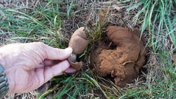Mycenastrum_corium_AWP_20260930.thumb.JPG.e6b3beedfb3f979f5aefe8cdb2744ce0.JPG