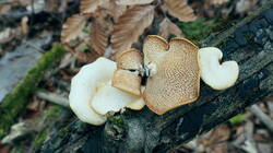 Neofavolus_alveolaris_20291004.thumb.JPG.15564b153aef5fa2efc45a23e19b6f78.JPG