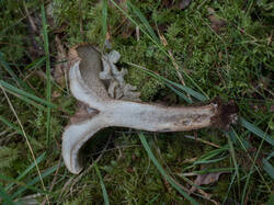 OLLE4916.thumb.jpg.b97a4b28b0cb48ae6dba9b576d029029.jpg