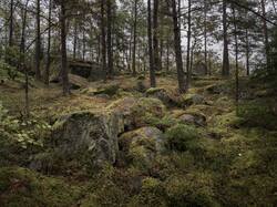 OLLE6464.thumb.jpg.a4b0eb2b52e2421cf5a01470bb9875e3.jpg