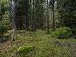 OLLE6590.thumb.jpg.a5b6393447af53b2cfe1734a5983b1c9.jpg