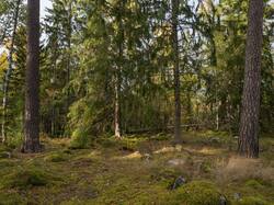 OLLE6899.thumb.jpg.8e9138255c80203632d653f8100c095e.jpg