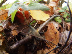 P1011249.JPG