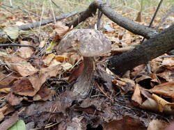 PA021232.thumb.JPG.30b1a0f1ec8e8edfdb936996379e7749.JPG