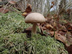 PA021235.thumb.JPG.a459f0747c24cbbef9eef4bdc82f45c6.JPG