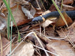 PA021238.thumb.JPG.d1a8ab0a8df03b645ac8e6912dd911e0.JPG