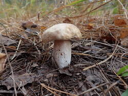 PA021243.thumb.JPG.cfabea9fda51c77d4b4632d74ce2d96c.JPG