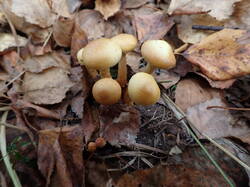 PA021246.thumb.JPG.c6465051e1617c71581f36dfbcf8d8d5.JPG
