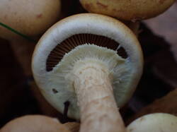 PA021256.thumb.JPG.33a447bf216978ad391286703b3cacea.JPG