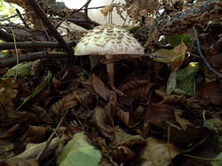 PA111266.thumb.jpg.50cb7f0b35dcc1c05d434a32cdaded67.jpg