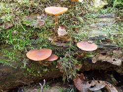 PA111308.thumb.JPG.8ac6085a6c7fc4b723fb760625f5b61f.JPG