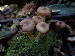 PA111318.thumb.JPG.3a2f9d596da75fdb7f69c00a401144bd.JPG