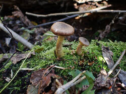 PA111320.thumb.jpg.38e489979039527f0231bad0649354b1.jpg