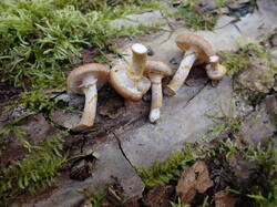 PA111331.thumb.JPG.2e73833945868cd5fa21539407778044.JPG