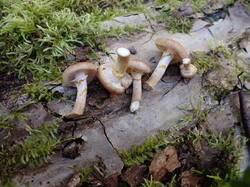 PA111332.thumb.JPG.4950ef6464b3c94b5672ddd8b4548212.JPG