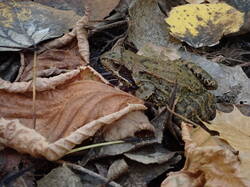 PA111345.thumb.JPG.956ed6f6165ad887586101deab240ec3.JPG