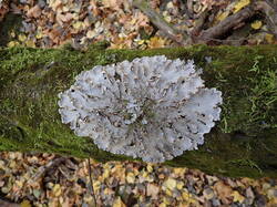 PA111368.thumb.JPG.f2d943eb44ab75b749251699c7216709.JPG