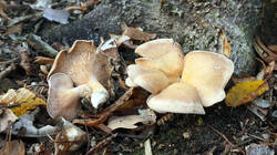 Panus_neostrigosus_sp_2.thumb.JPG.f44d34853d0c05f9ad1b555bea503d31.JPG
