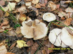 SDC18241.thumb.JPG.5b66366f900ee870e9652d5838d9fa07.JPG