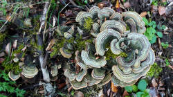 Stereum_ostrea_AWP_20261018.thumb.JPG.af0b793d855c50fa35b002dc3ac3464d.JPG