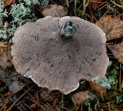_1153.thumb.jpg.bacadbf2409cb41bd172e41ed4b8f281.jpg