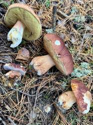 image-11-10-26-18-34-1.jpeg