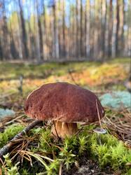 image-11-10-26-18-34-15.jpeg