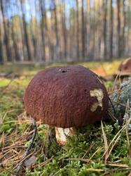 image-11-10-26-18-34-26.jpeg