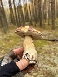 image-11-10-26-18-34-30.jpeg