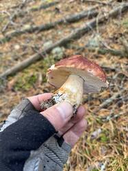 image-11-10-26-18-34-33.jpeg