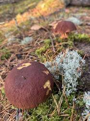 image-11-10-26-18-34-5.jpeg