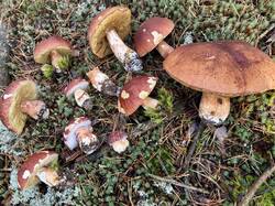 image-11-10-26-18-34.jpeg