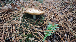 maslyata1.thumb.png.c0b1bdfe1fff42090fe0477b3744413c.png