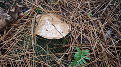 maslyata2.thumb.png.a9e50ab0aa38ae4fb02fe86d32ec46d6.png