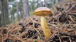 maslyata3.thumb.png.5d3f3fa9266ae29d8e9a27795074d9d3.png