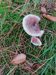 syroezhka1.thumb.png.31b15df7b3b3008c2cb1eca0628dfd97.png