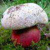 boletus_satanas